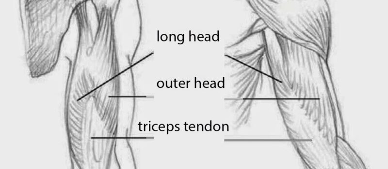 long head of the triceps