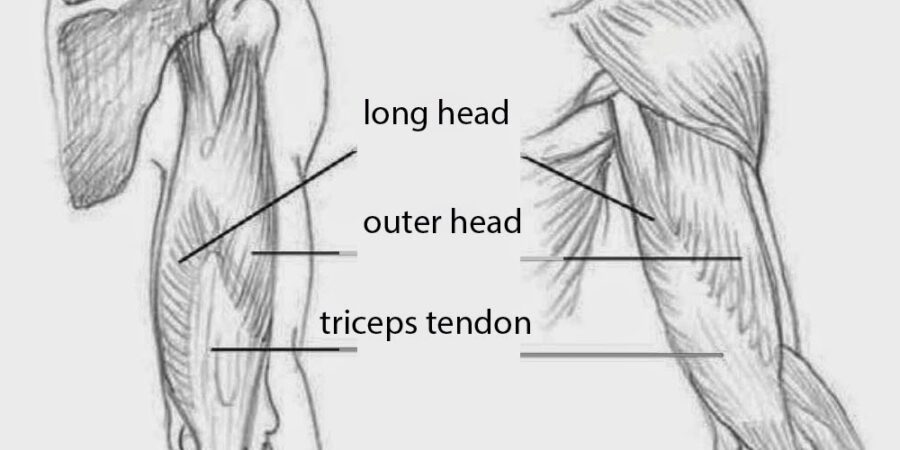 long head of the triceps