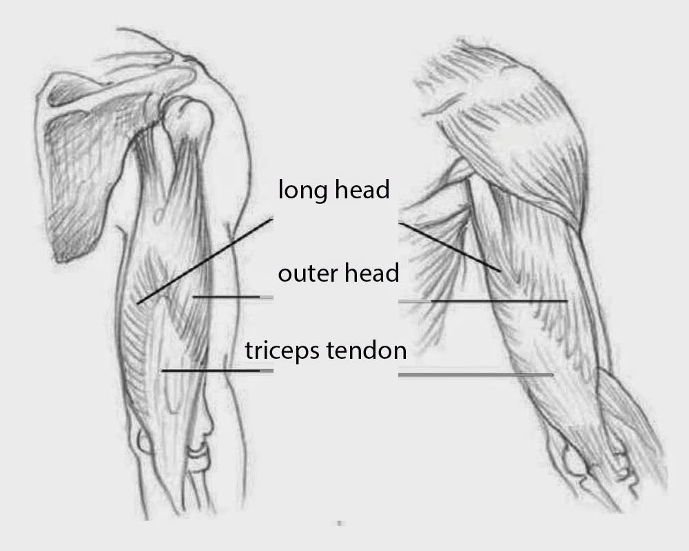 long head of the triceps
