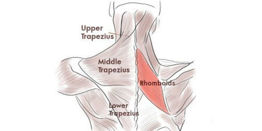lower trapezius