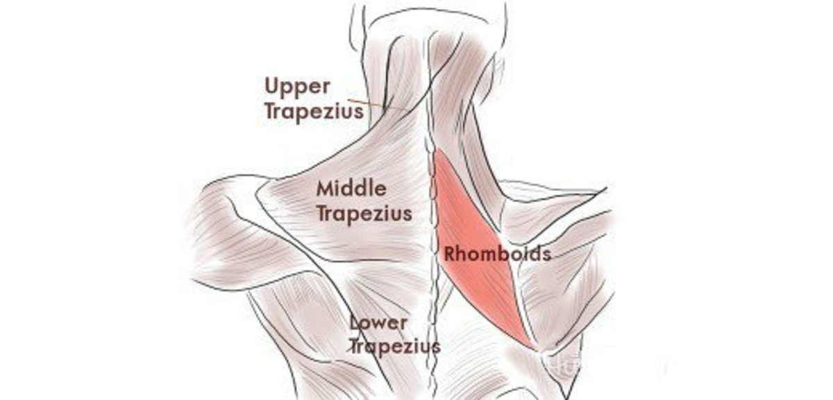 Back between. Middle lower Trapezius. Upper Trapezius. Trapezius Art. Upper Trapezius insertion.