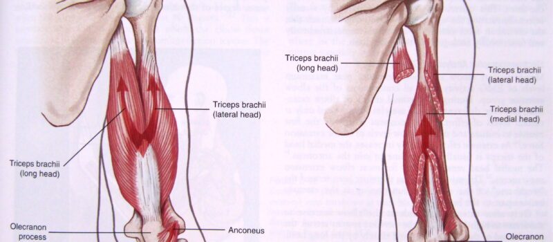 medial head of the triceps