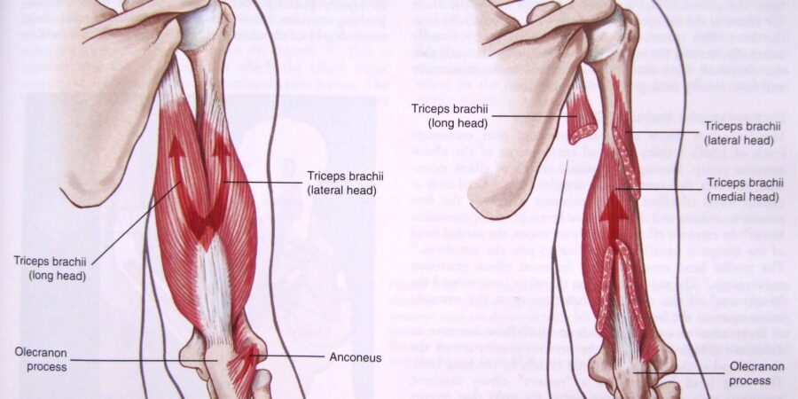 medial head of the triceps