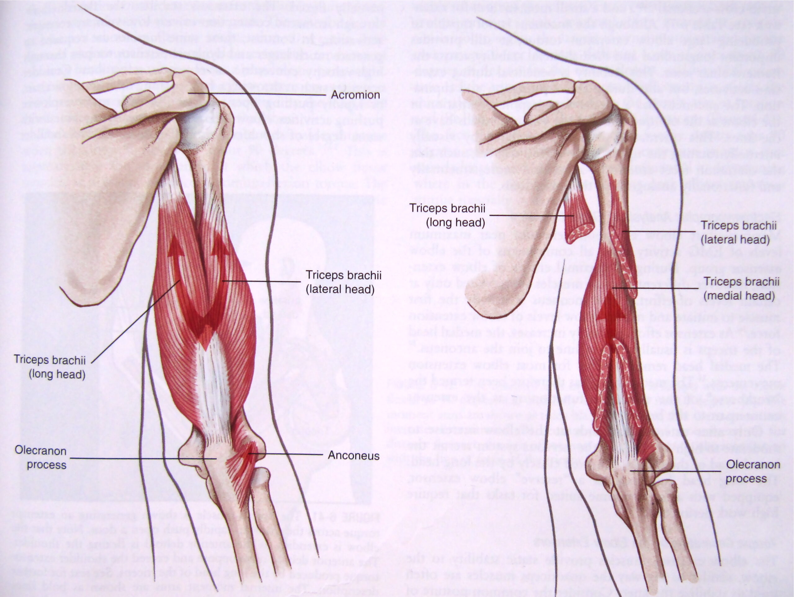 medial head of the triceps