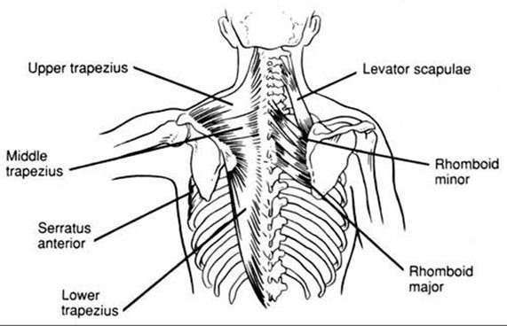 middle trapezius