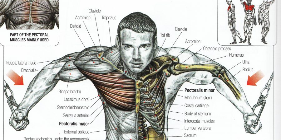 muscle chart