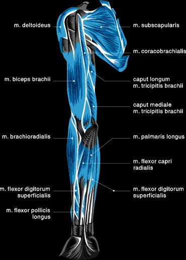 Muscle Chart Arm View