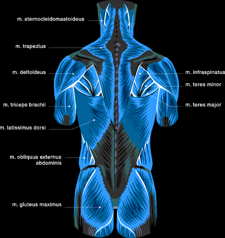 Muscle Chart Back View