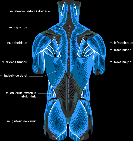 Muscle Chart: Anatomical Muscle Chart - SteroidsLive