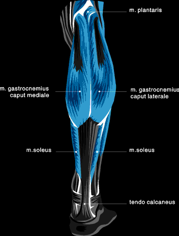 muscle chart lower leg view 2