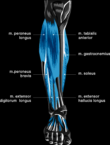 muscle chart lower leg view