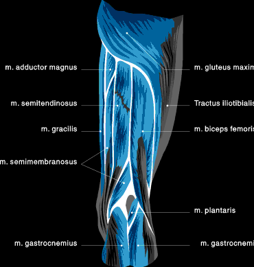 muscle chart upper leg view 2
