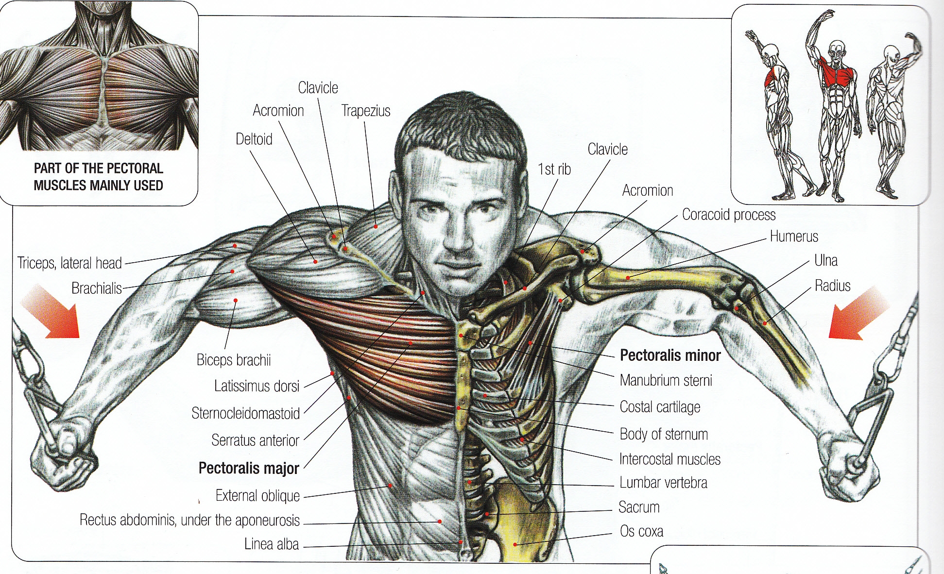 muscle chart