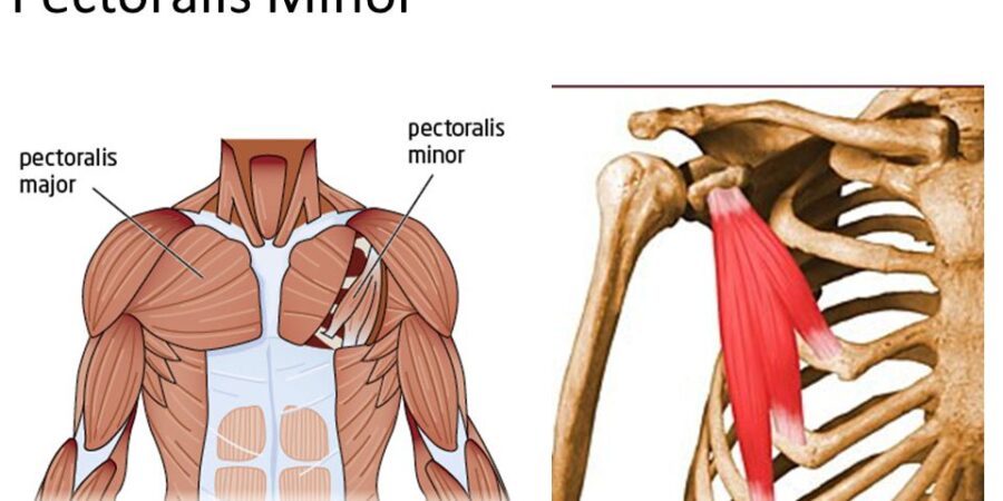 pectoralis minor