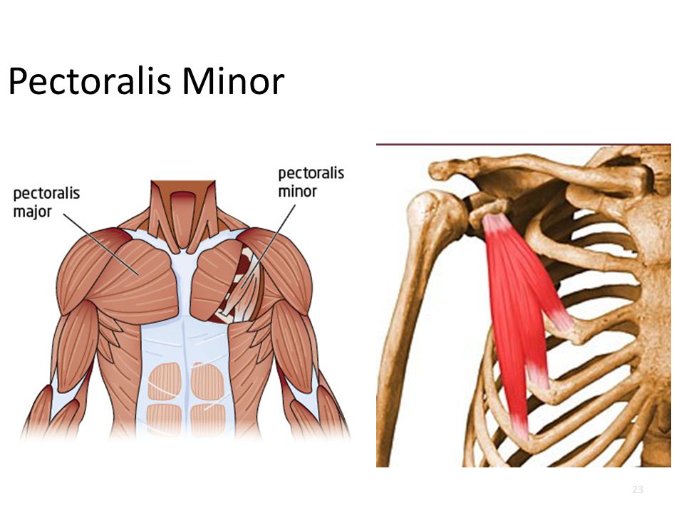 pectoralis minor