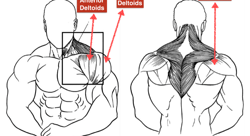 rear deltoid head