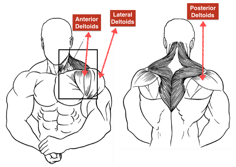 rear deltoid head