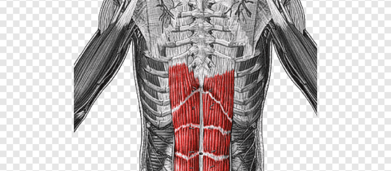 rectus abdominis