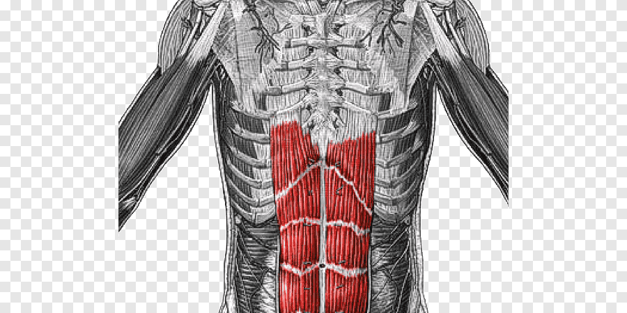rectus abdominis