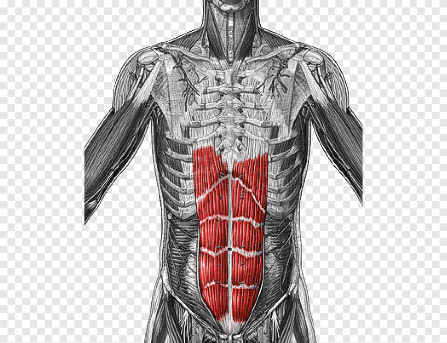 rectus abdominis