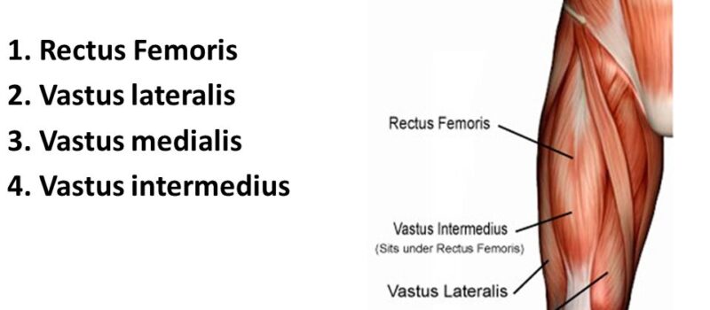 rectus femoris of the quadriceps