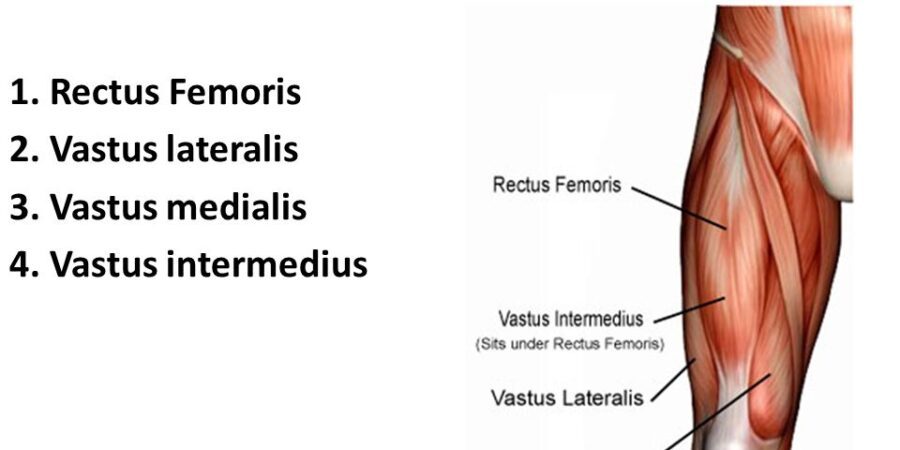 rectus femoris of the quadriceps