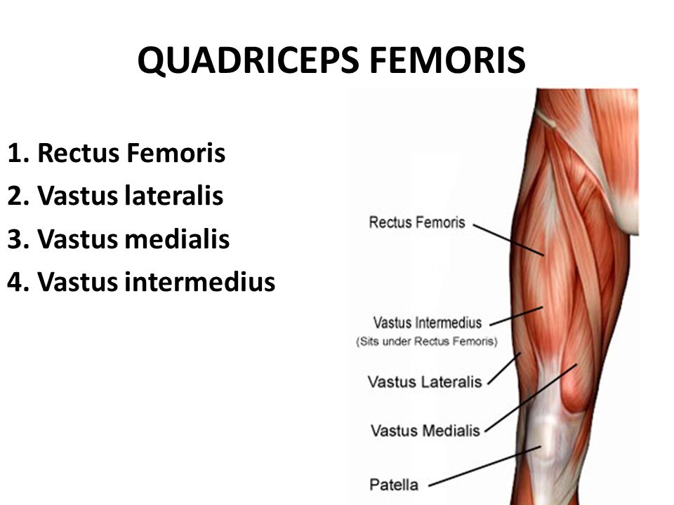 rectus femoris of the quadriceps