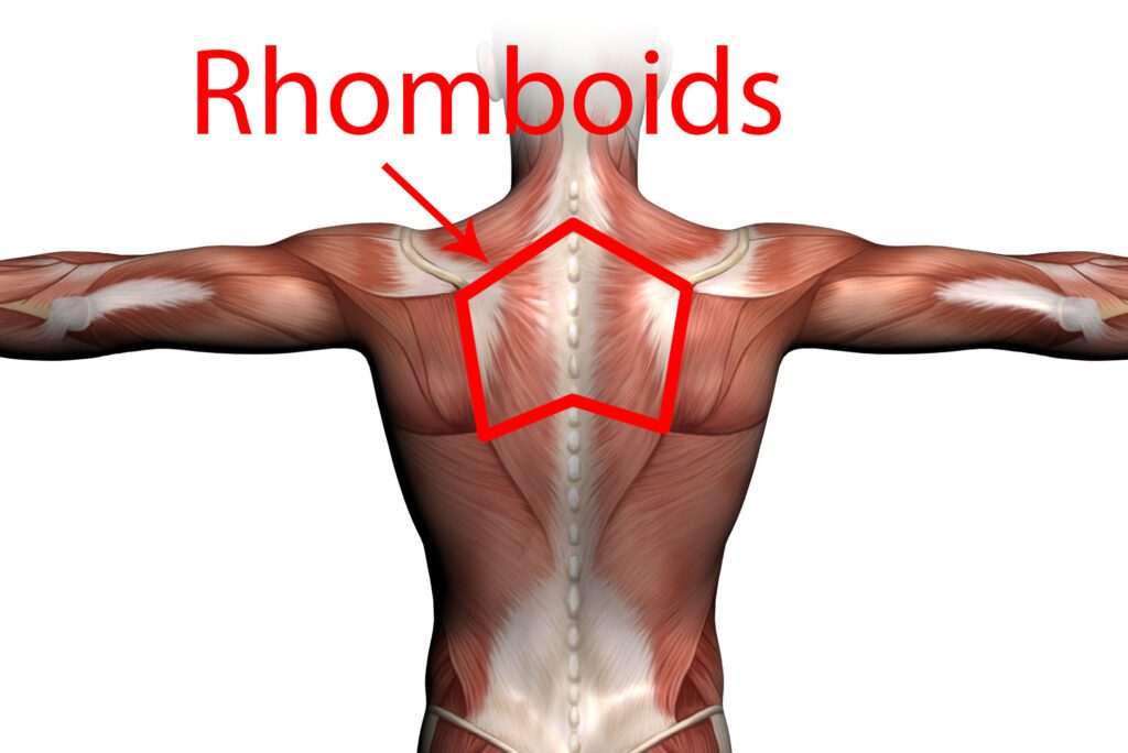 rhomboids