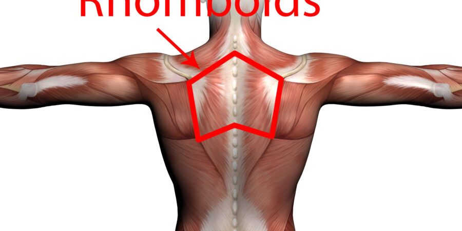 rhomboids