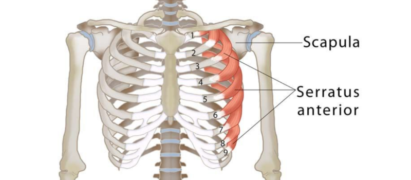 serratus anterior