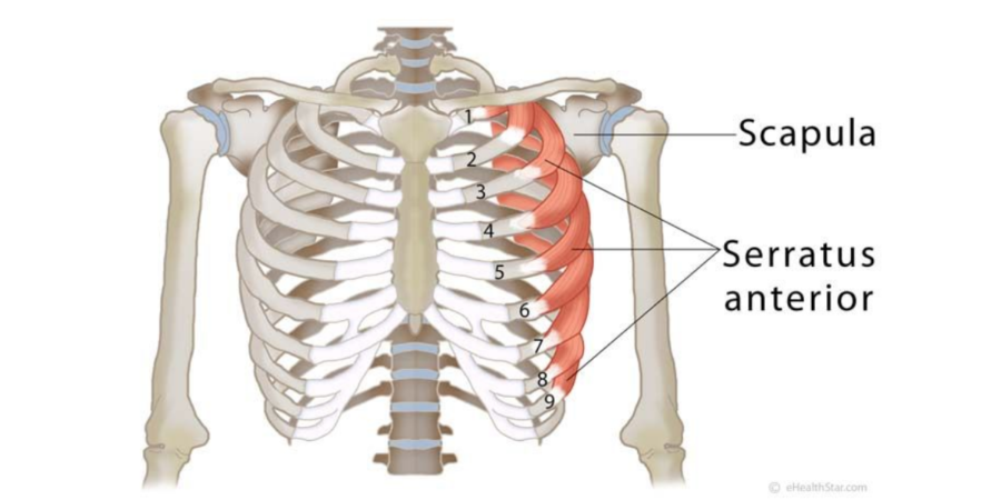 serratus anterior