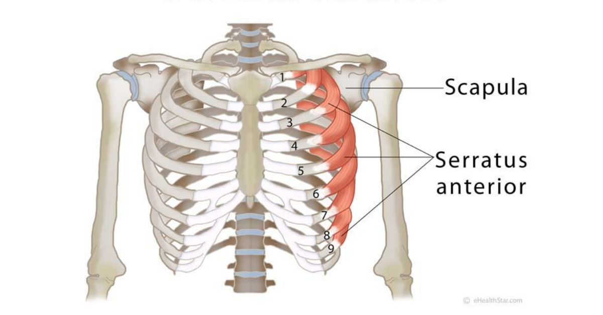 serratus anterior