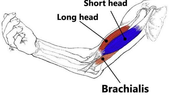 short head of the biceps