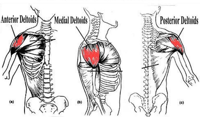 side deltoid head