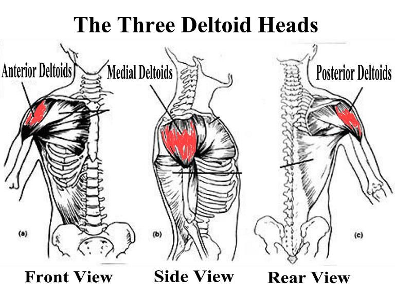 side deltoid head