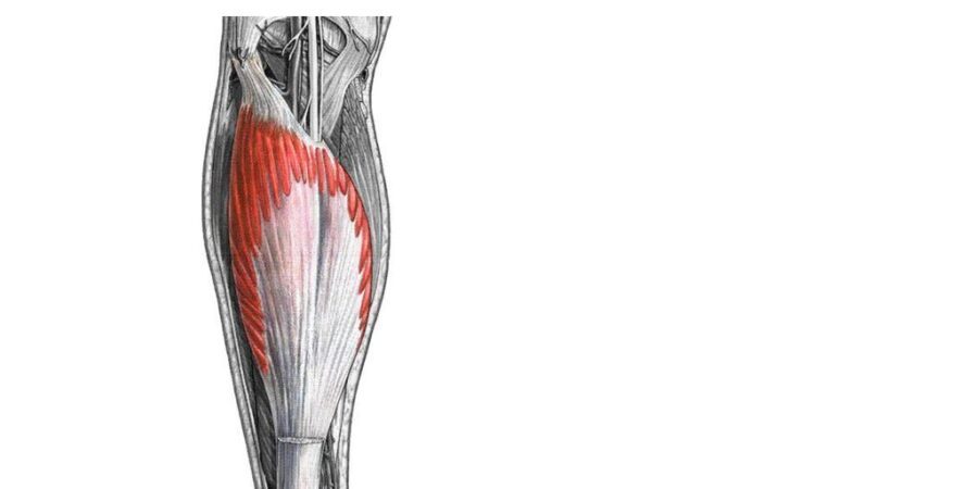soleus