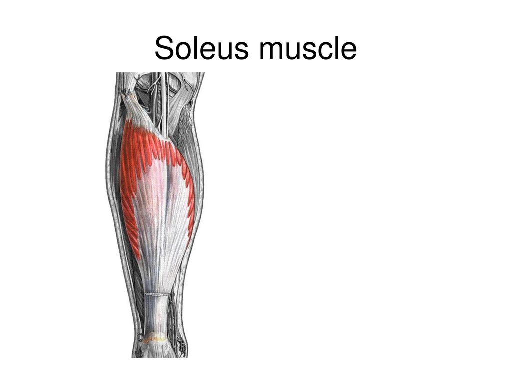 soleus