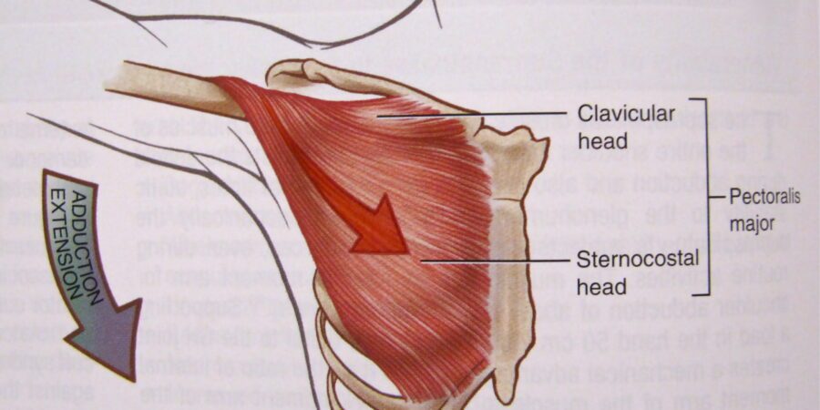 sternal head of the pectoralis major