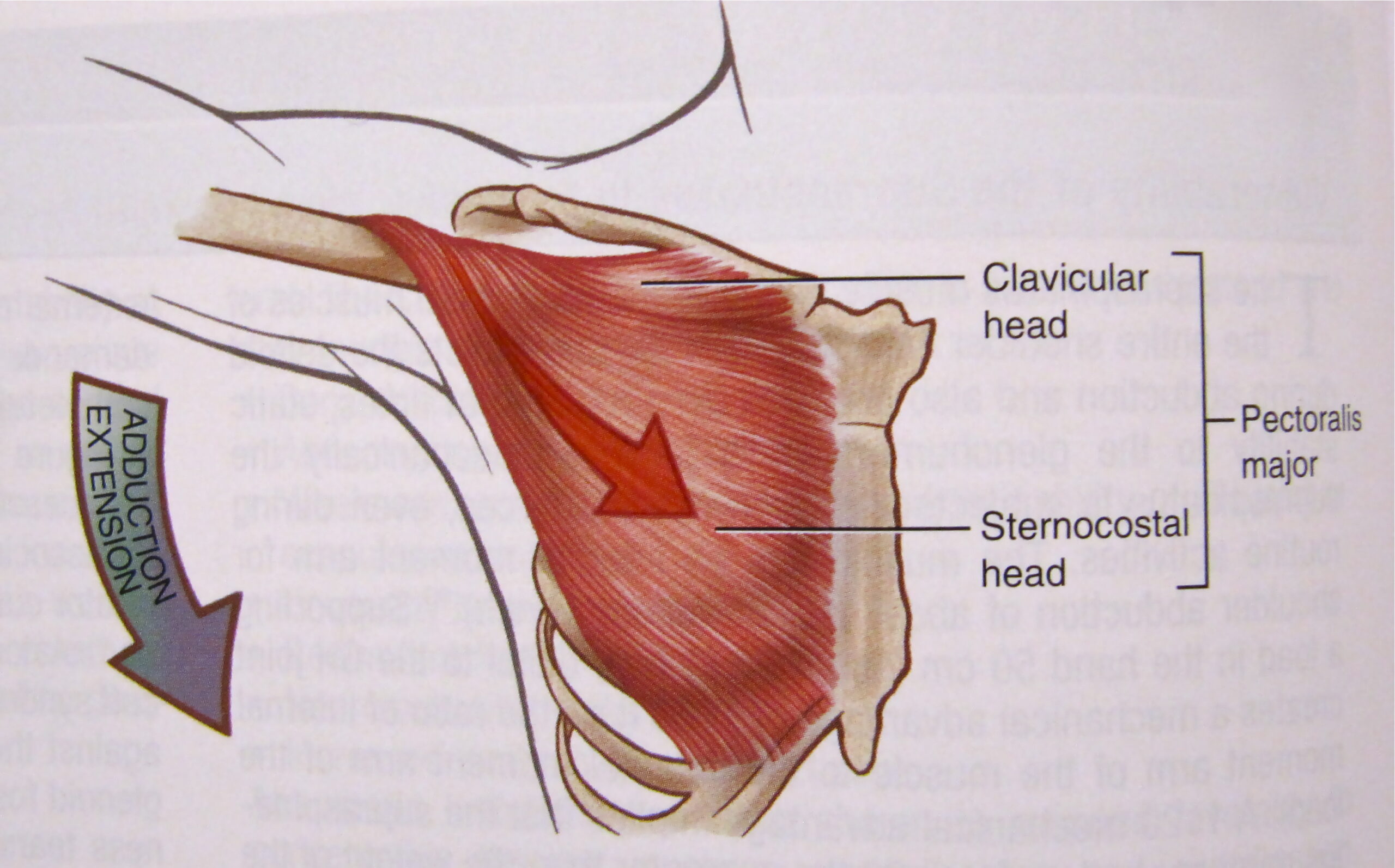 sternal head of the pectoralis major