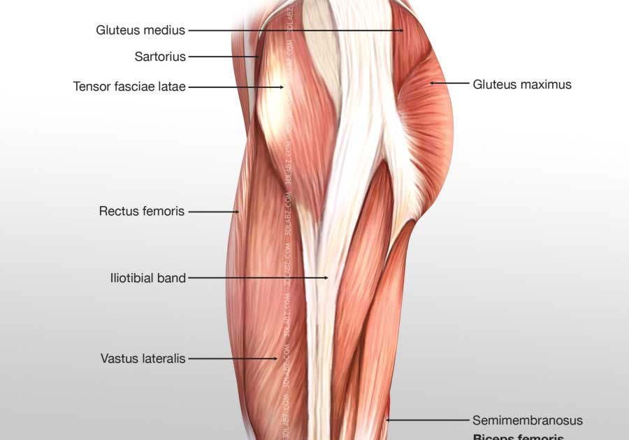 tensor fasciae latae