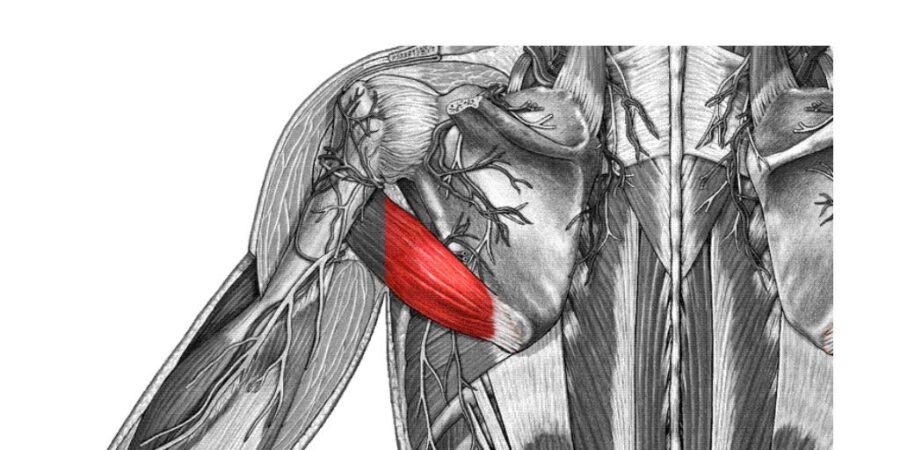 teres major