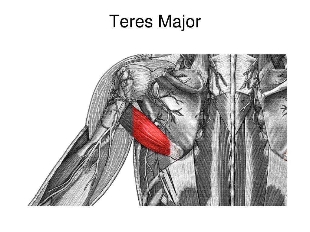 teres major