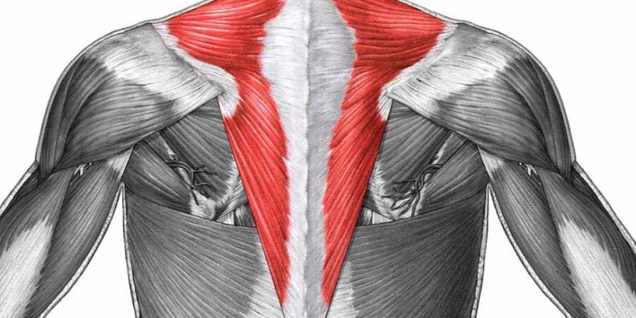 upper trapezius