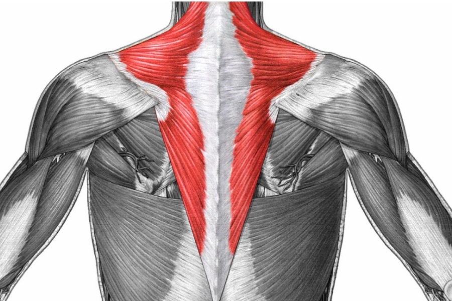 upper trapezius