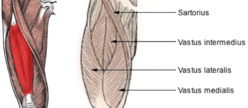 vastus intermedius of the quadriceps
