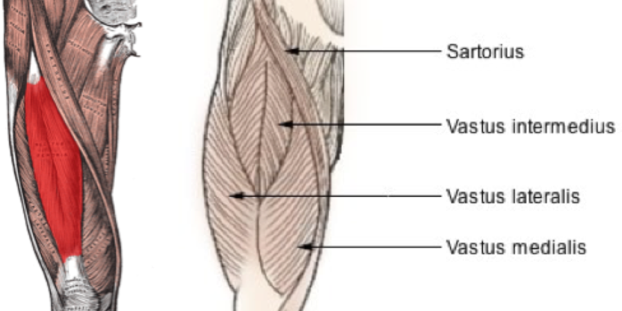 vastus intermedius of the quadriceps