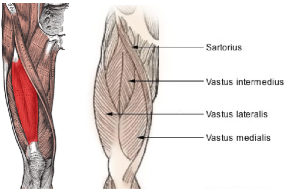 vastus intermedius of the quadriceps