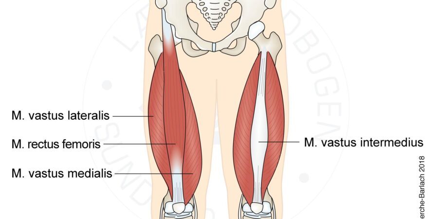vastus lateralis of the quadriceps