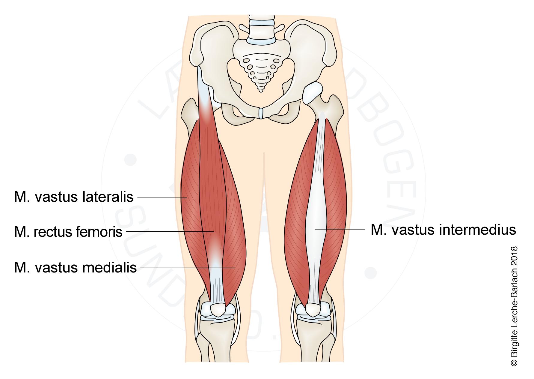 vastus lateralis of the quadriceps