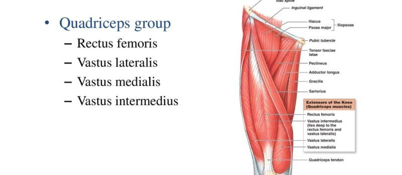vastus medialis of the quadriceps